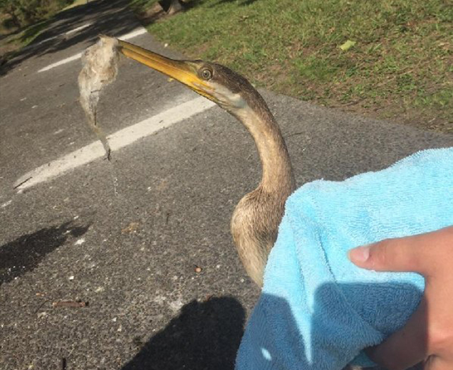 darter saved from plastic waste